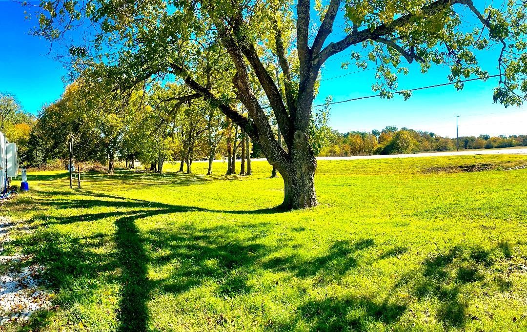 Live oak tree at Park B